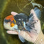 A Grade SUPER WEN Tricolor Oranda Female 6-6.5 inches #072525OR_22