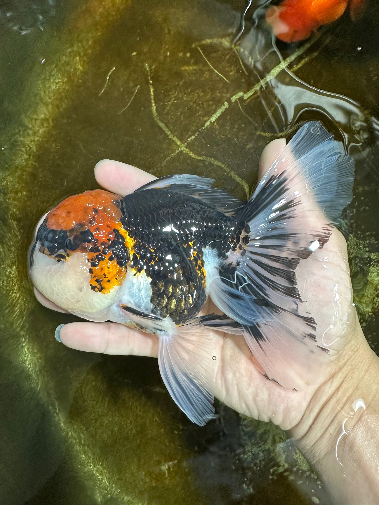 A Grade SUPER WEN Tricolor Oranda Female 6-6.5 inches #072525OR_22