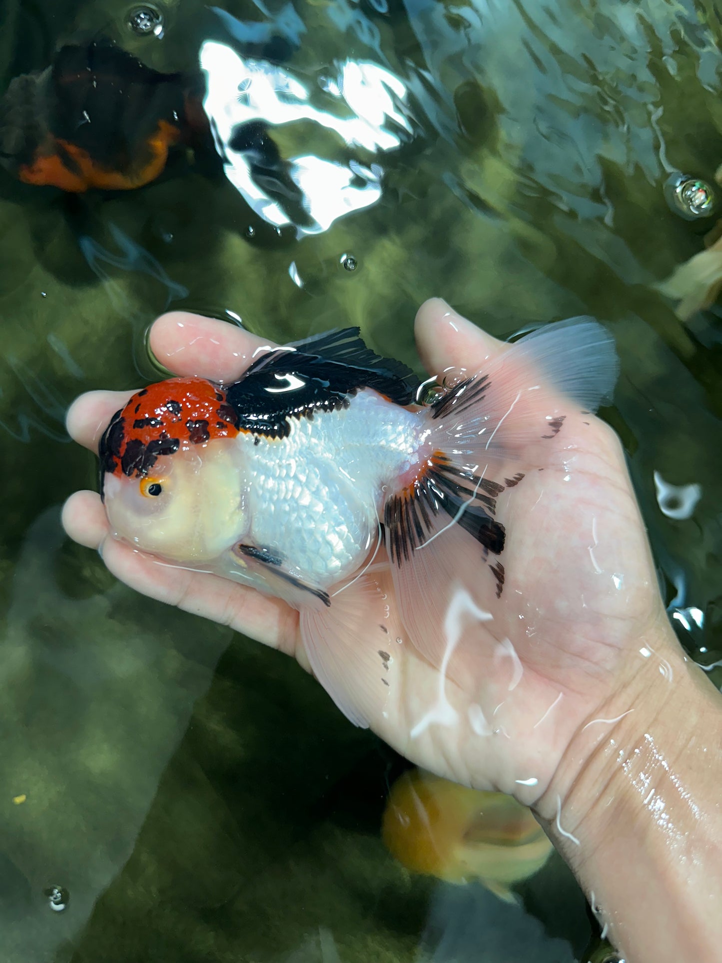 A Grade Tricolor Oranda Male 5 inches #060625OR_21