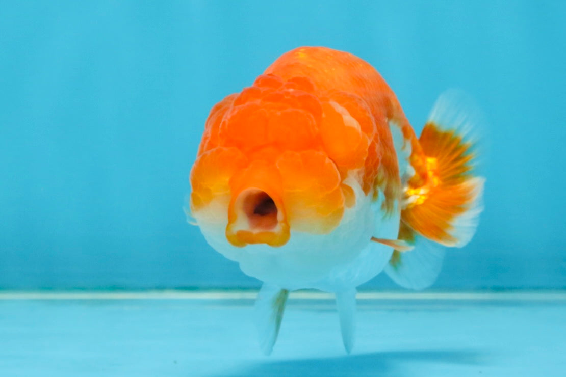 FLUFFY Red White LionChu Female 4.5 inches #120525LC_16