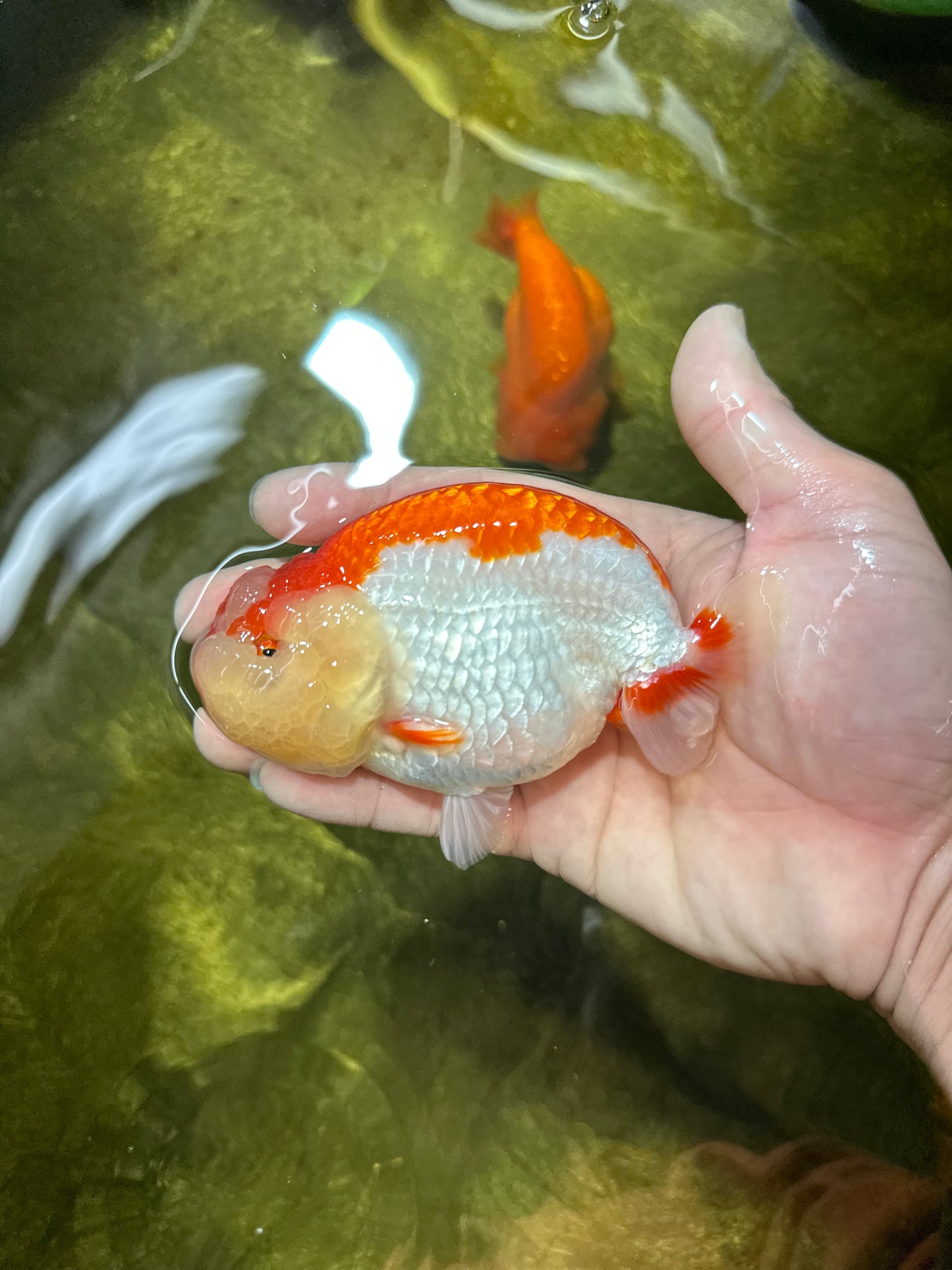 CHEEKY AAA Grade Super Cute Red White LionKing 4.5 inches #041825LC_05