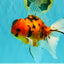 UNIQUE A Grade Tiger Oranda Male 6.5 inches #070626OR_19