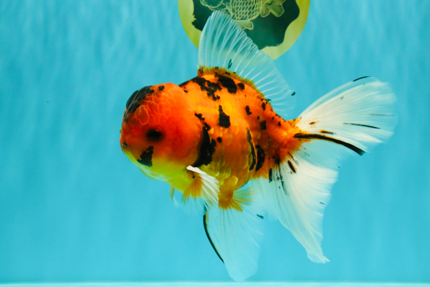 UNIQUE A Grade Tiger Oranda Male 6.5 inches #070626OR_19