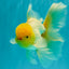A Grade White Oranda Male 5.5-6 inches #080726OR_11