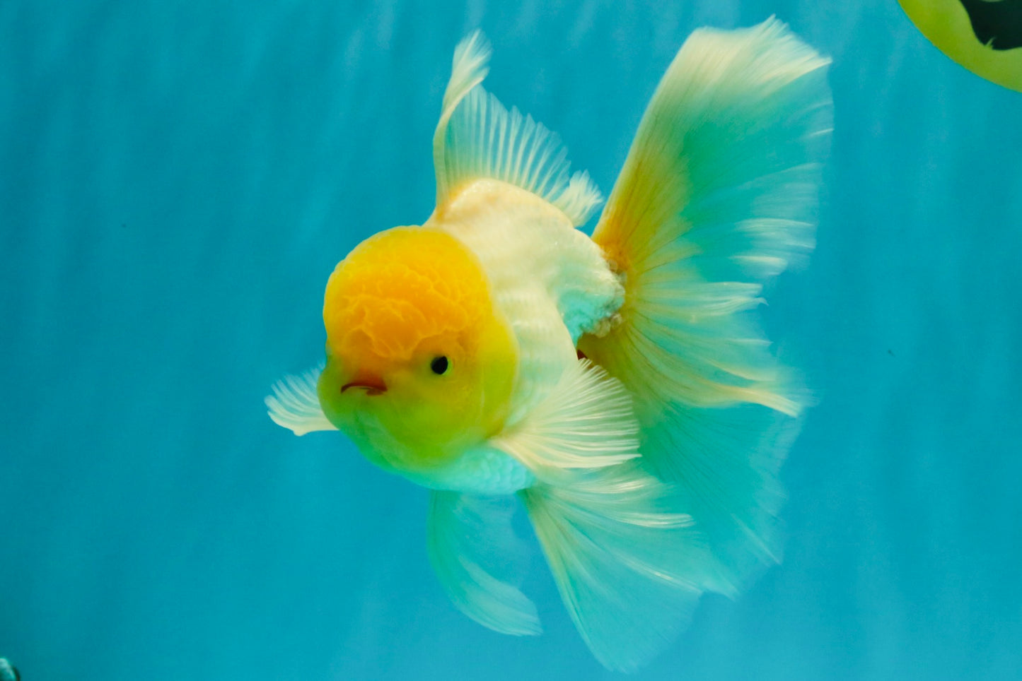 A Grade White Oranda Male 5.5-6 inches #080726OR_11