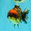 A Grade Tiger Oranda Male 5-5.5 inches #090426OR_06