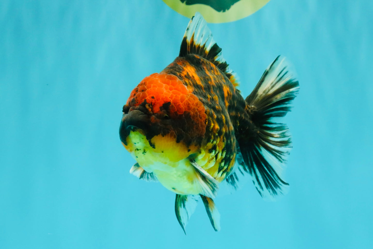A Grade Tiger Oranda Male 5-5.5 inches #090426OR_06