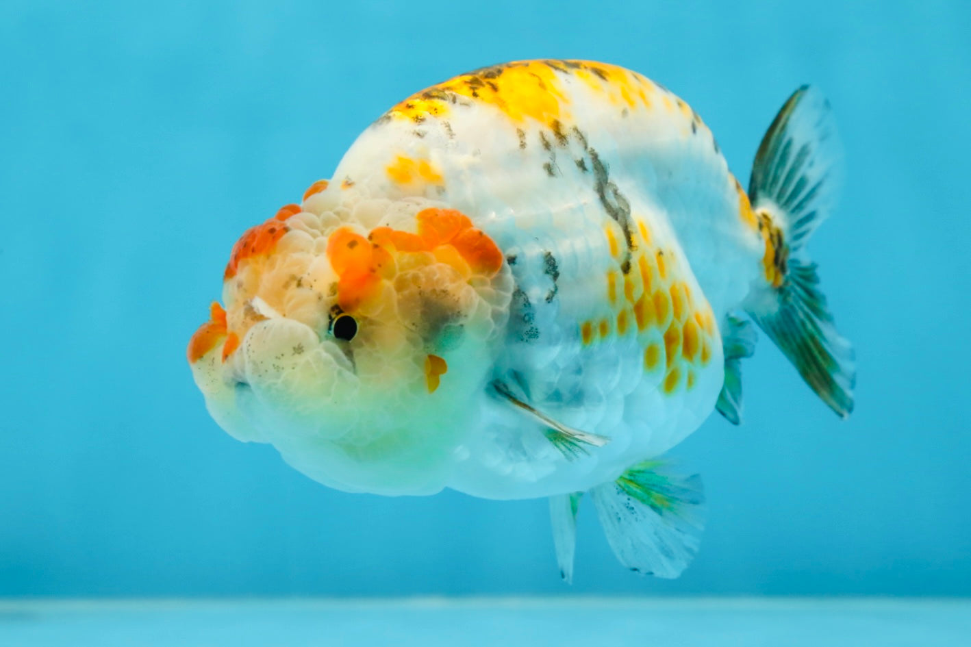 AAA Grade Tricolor LionQueen 4.5 inches #062025LC_10