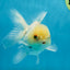 White Beauty Oranda Male 4.5-5 inches #071125OR_14