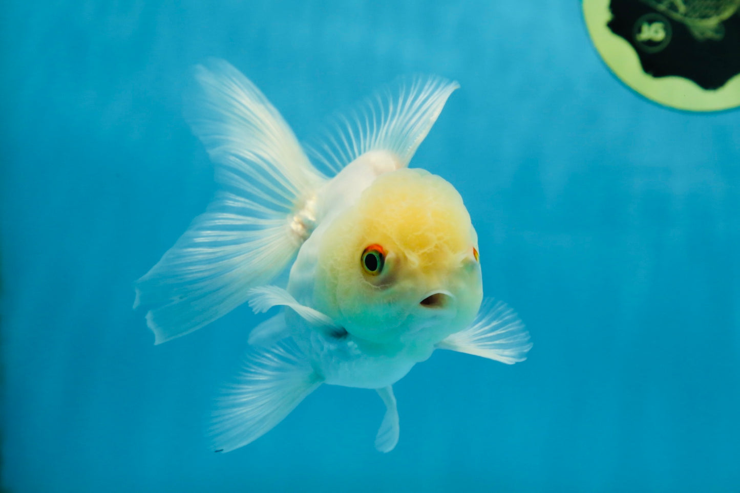 White Beauty Oranda Male 4.5-5 inches #071125OR_14