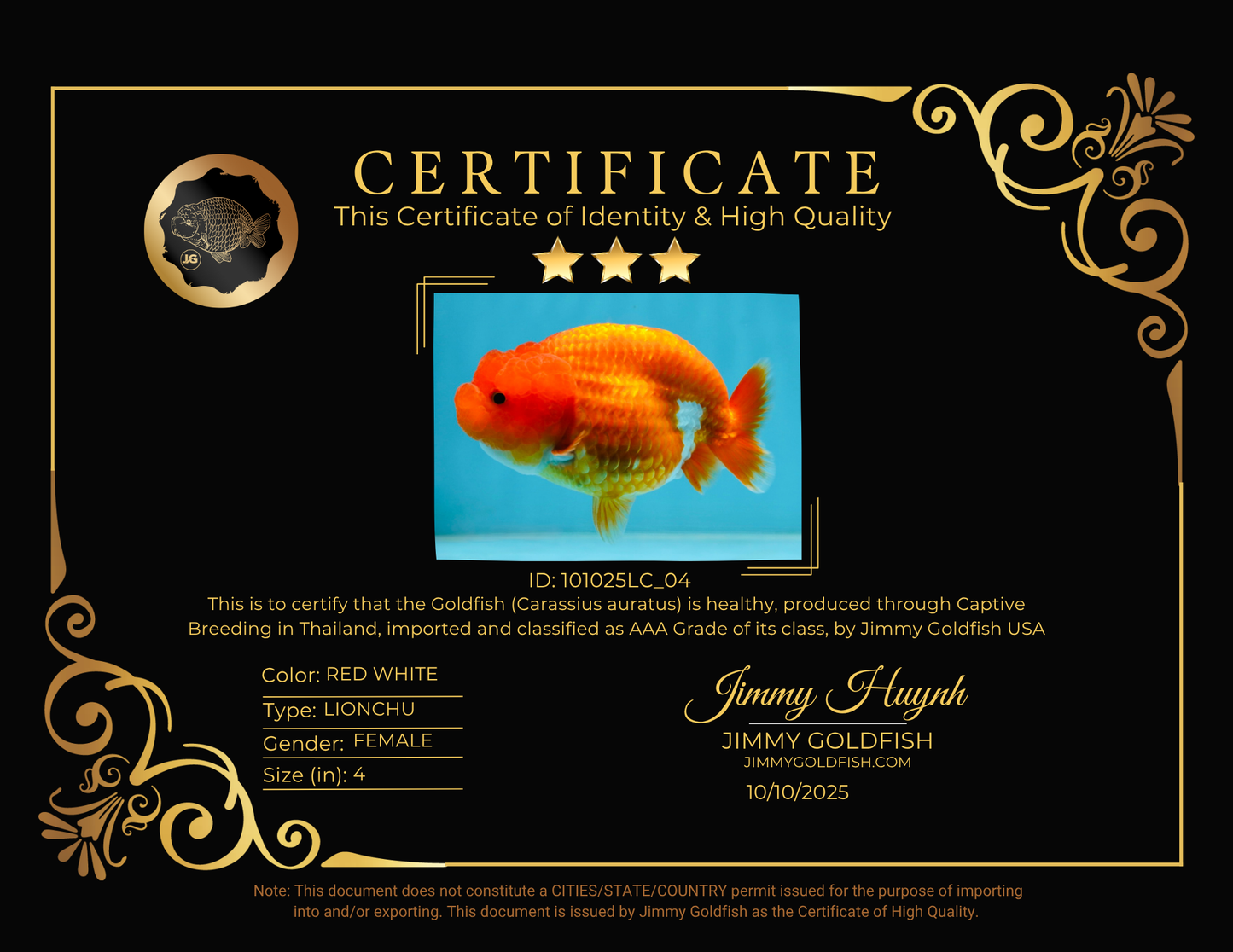 AAA Grade Young Red White LionQueen 4 inches #101025LC_04