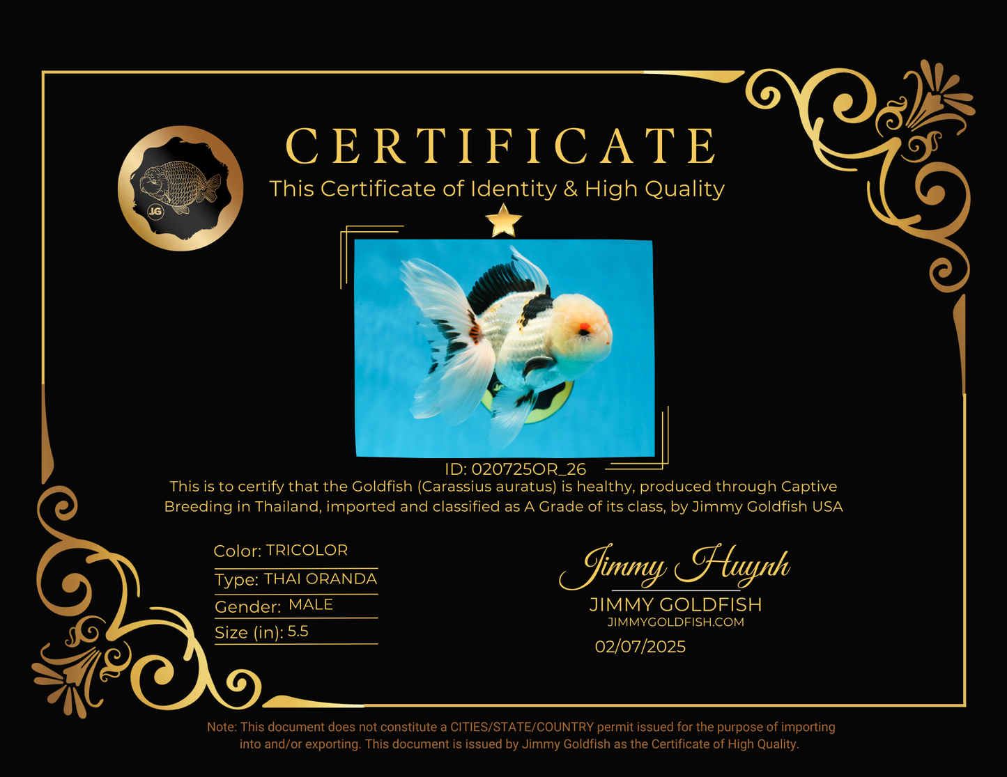 A Grade Tricolor Lipstick Kiss Button Eyes  Oranda Male 5.5 inches #020725OR_26