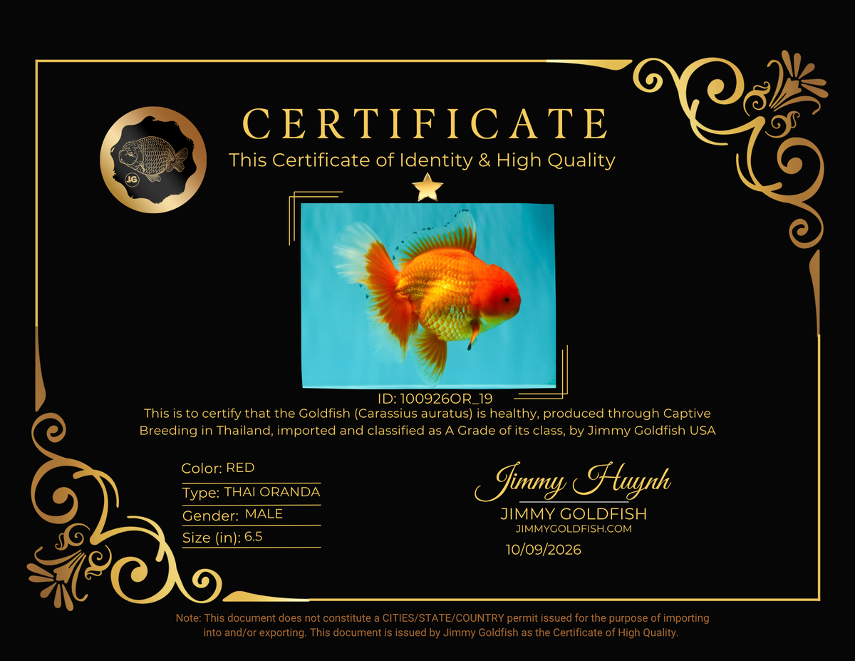 A Grade Red Oranda Male 6.5 inches #100926OR_19