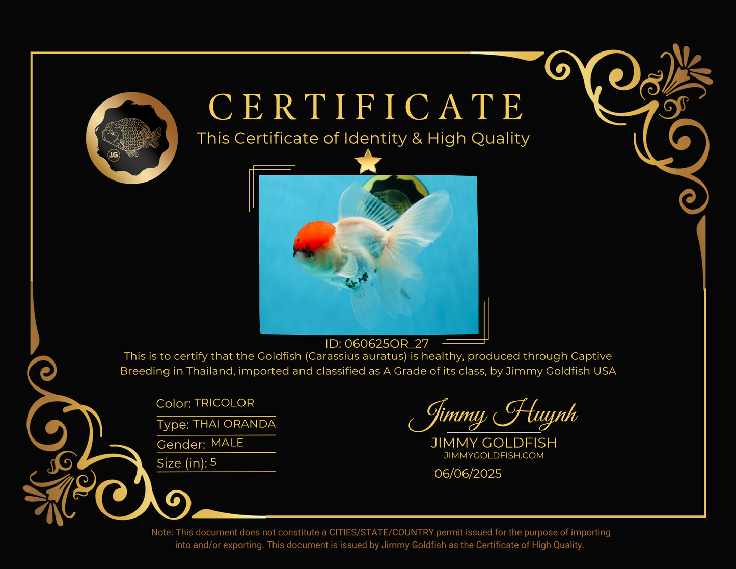 A Grade Tricolor Oranda Male 5 inches #060625OR_27