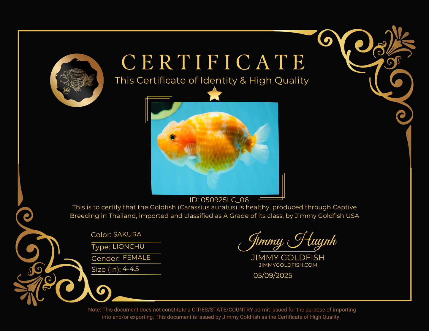 A Grade Sakura LionQueen 4-4.5 inches #050925LC_06