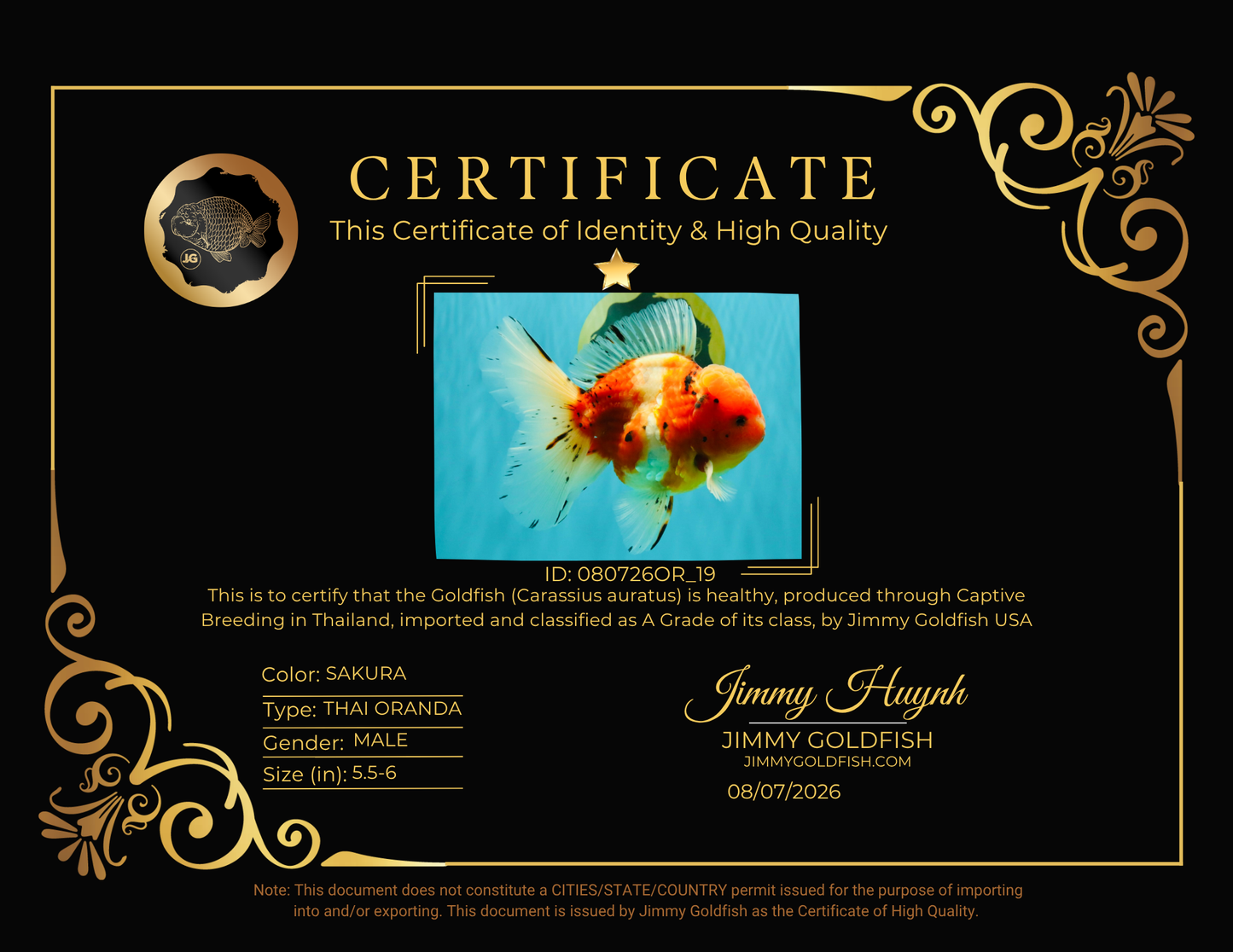 A Grade Sakura Oranda Male 5.5-6 inches #080726OR_19