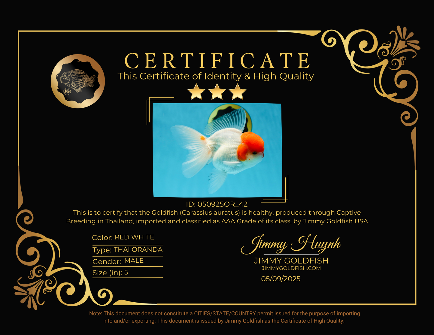 AAA Grade Red Cap Oranda Male 5 inches #050925OR_42