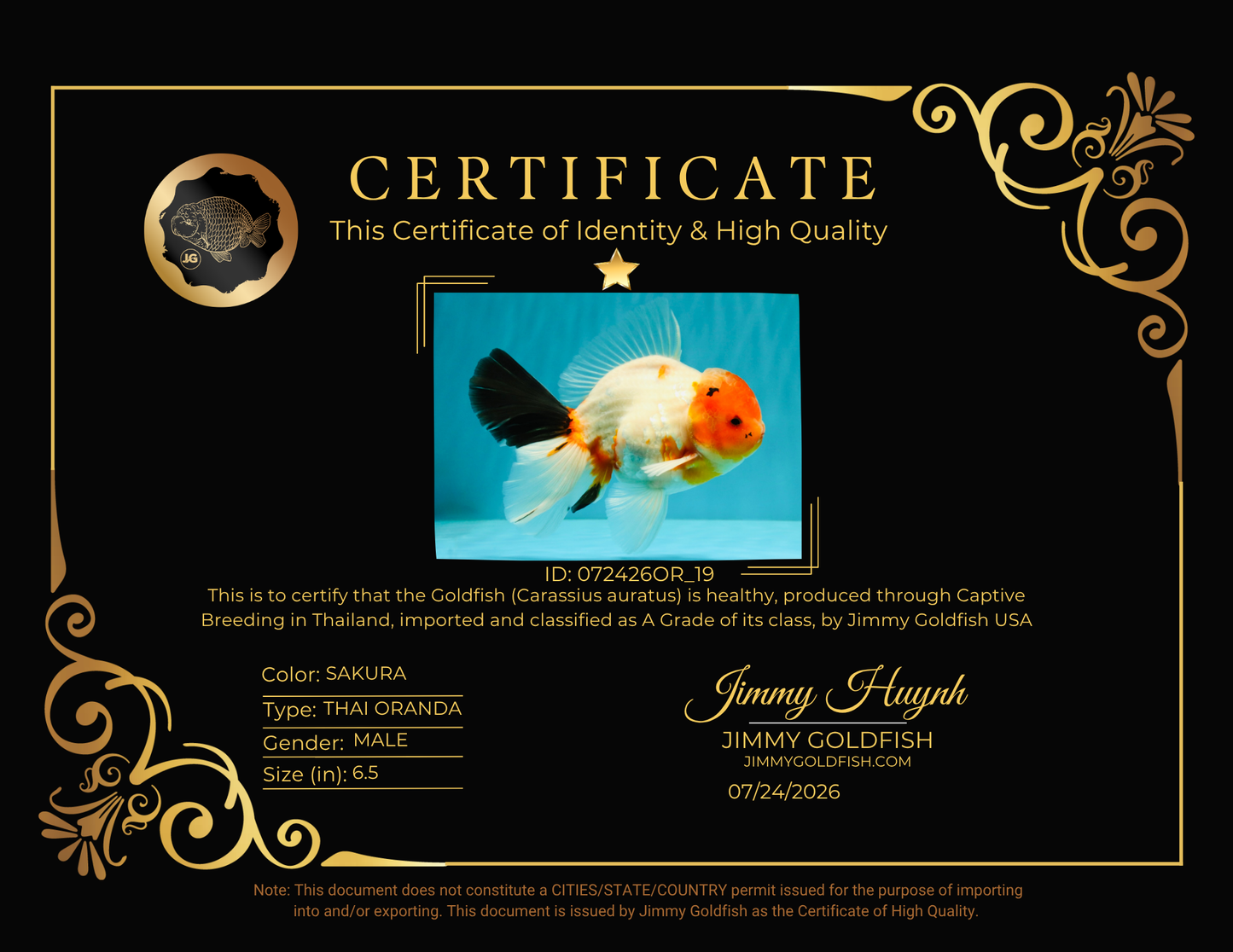 A Grade Diamond Scale Sakura Oranda Male 6.5 inches #072426OR_19