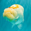 A Grade Polkadot Red White Buffalo Ranchu Male 6 inches #100926RC_29