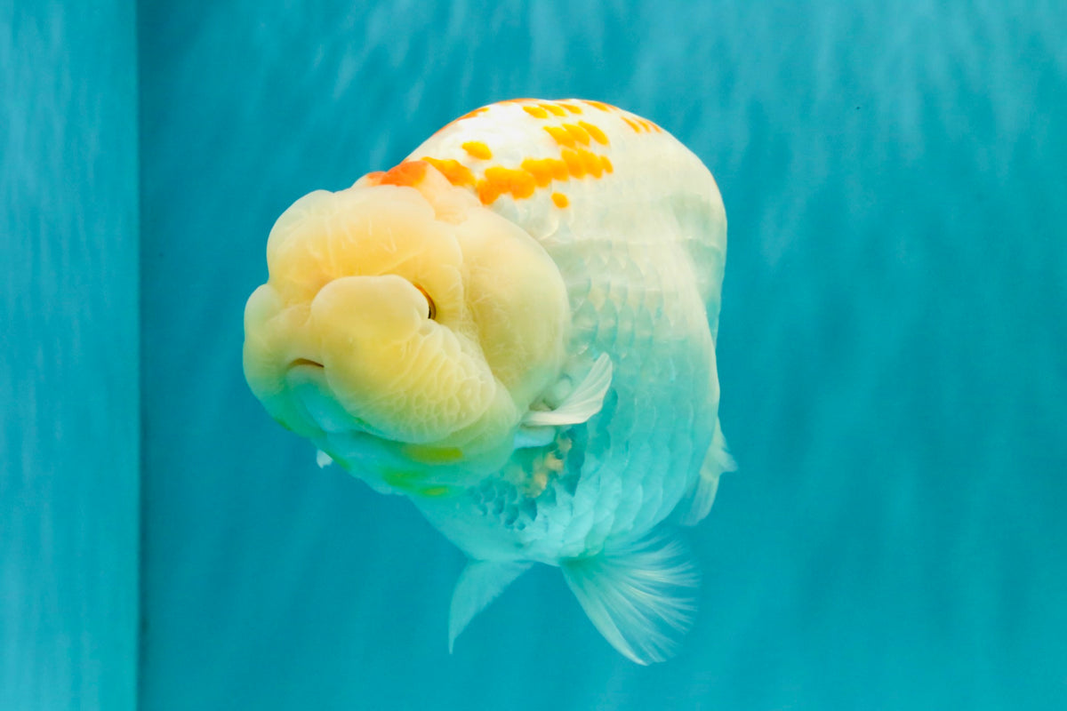 A Grade Polkadot Red White Buffalo Ranchu Male 6 inches #100926RC_29