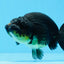 AAA Grade Black Gold Special Buffalo Ranchu 3.5-4 inches #0706RC_30