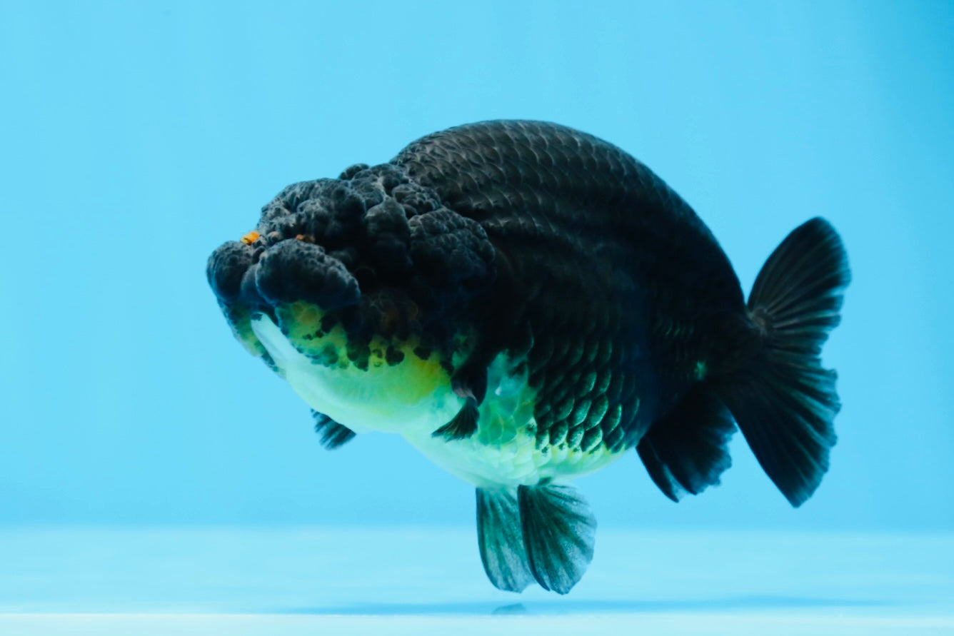 AAA Grade Black Gold Special Buffalo Ranchu 3.5-4 inches #0706RC_30