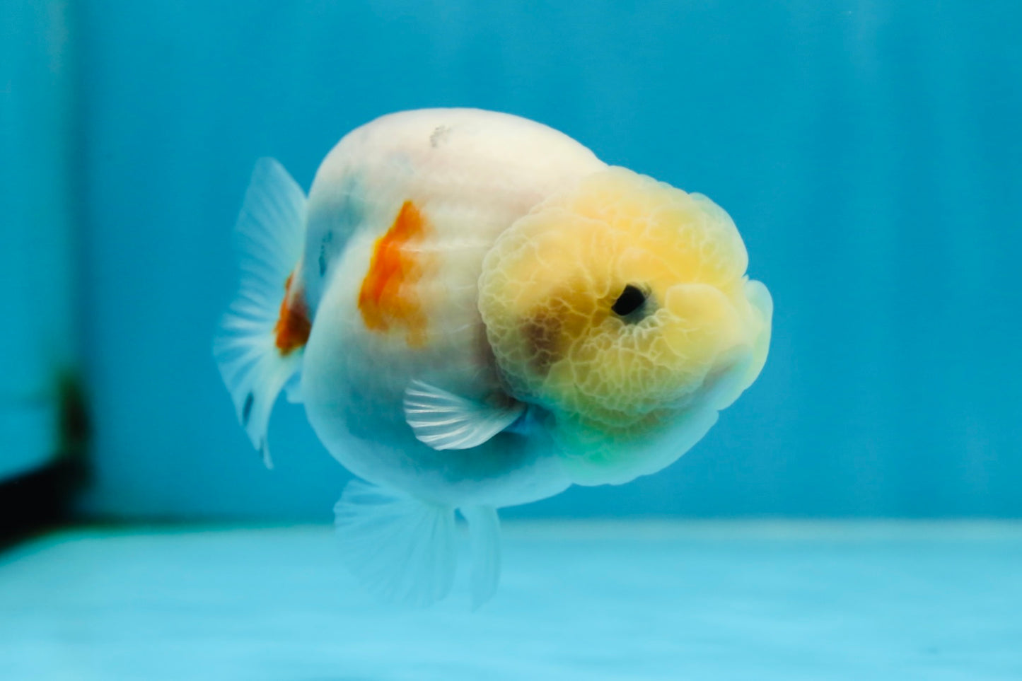 AAA Grade Sakura Button Eyes LionKing 3.5 inches #053025LC_08