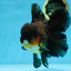 AAA Grade GIANT Godzilla Apache Oranda Male 6.5 inches #090525OR_09
