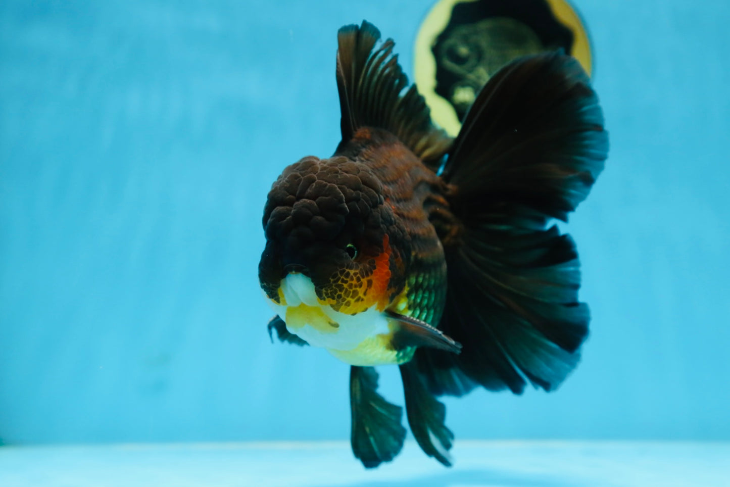 AAA Grade GIANT Godzilla Apache Oranda Male 6.5 inches #090525OR_09
