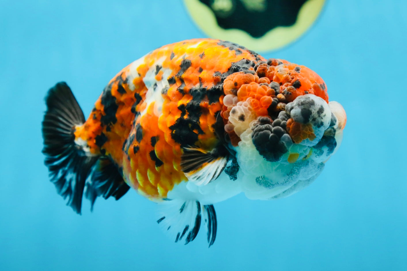 RARE AAA Grade Special Tricolor Tiger LionQueen 5.5 inches #082225LC_01