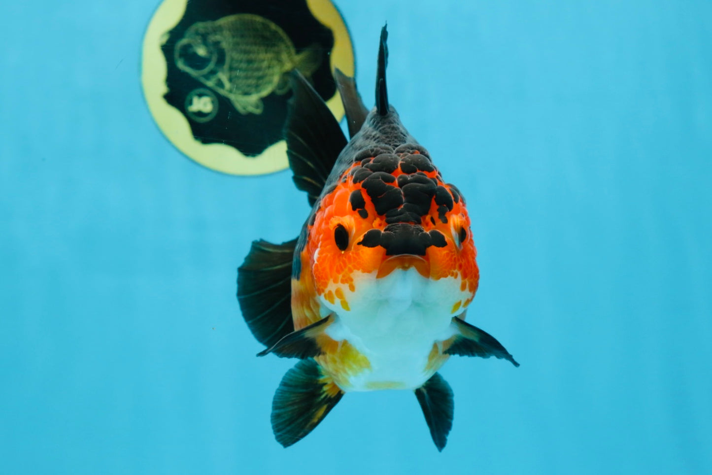 A Grade SPECIAL Apache Yuanbao Female 5.5 inches #100325YB_04