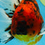 AAA Grade Young Godzilla Tiger Oranda Male 6 inches #080125OR_11