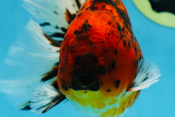 AAA Grade Young Godzilla Tiger Oranda Male 6 inches #080125OR_11
