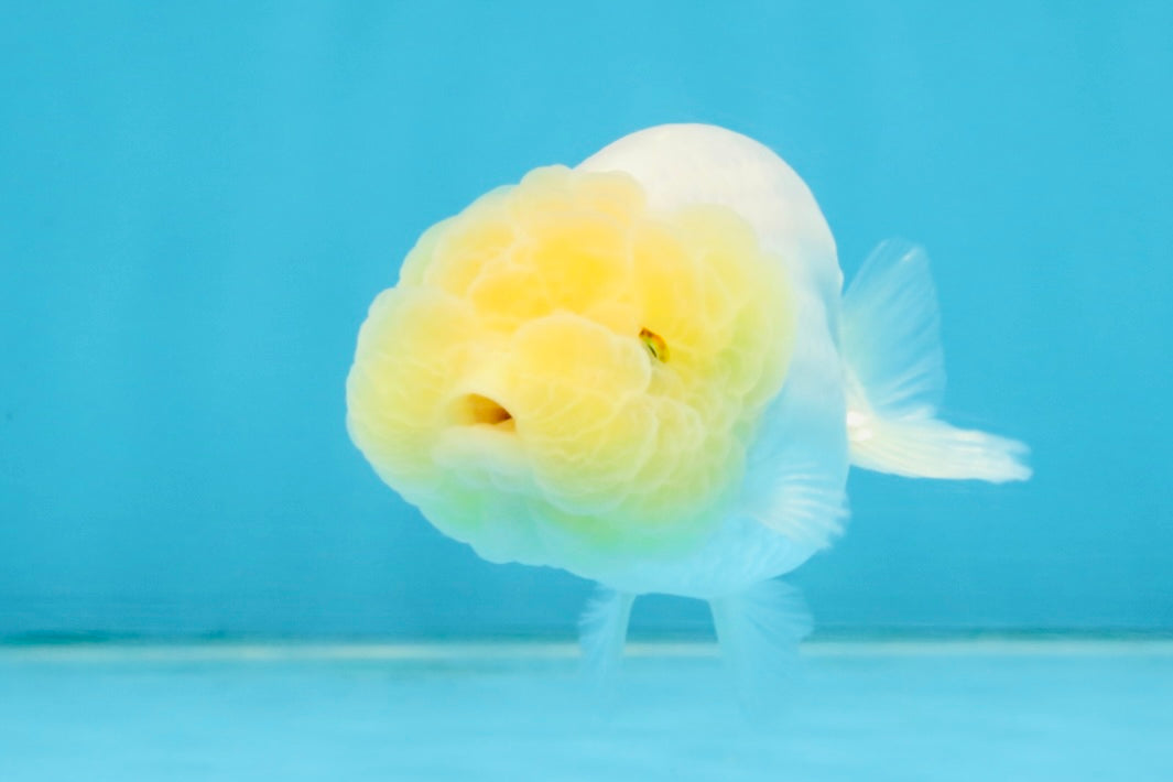 CLOUDY A Grade White LionQueen 3.5 inches #112825LC_03