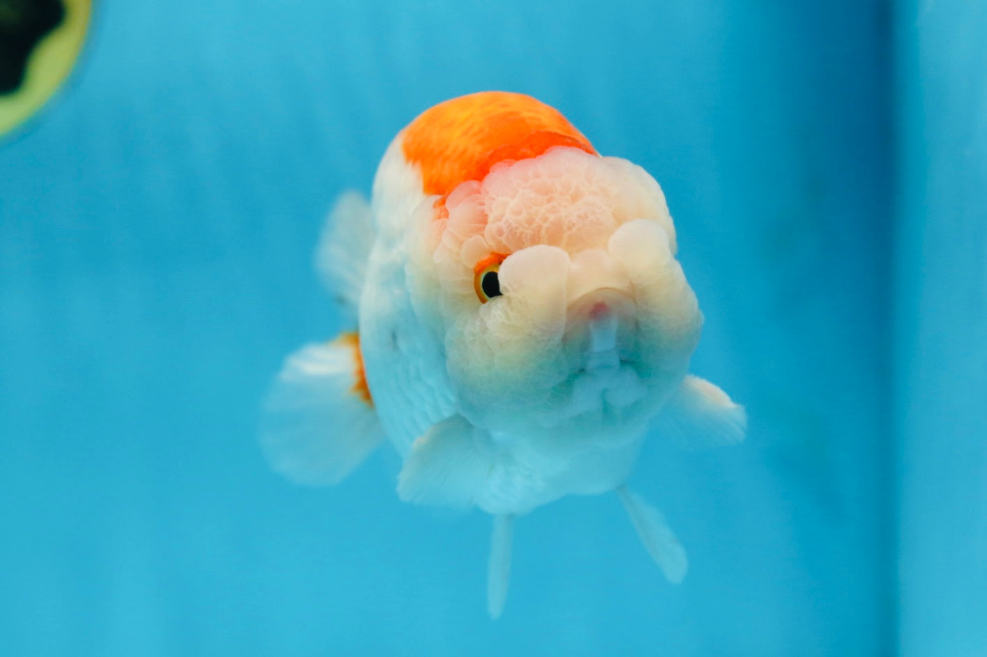 AAA Grade Red White LionKing 5.5 inches #082925LC_03