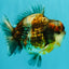 CHONKY AAA Grade Calico Kirin Yuanbao Male 5.5 inches #050826YB_08