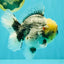 AAA Grade Kirin Oranda Male 6 inches #092526OR_04