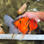 A Grade Tiger Oranda Female 7.5-8  inches #100226OR_34