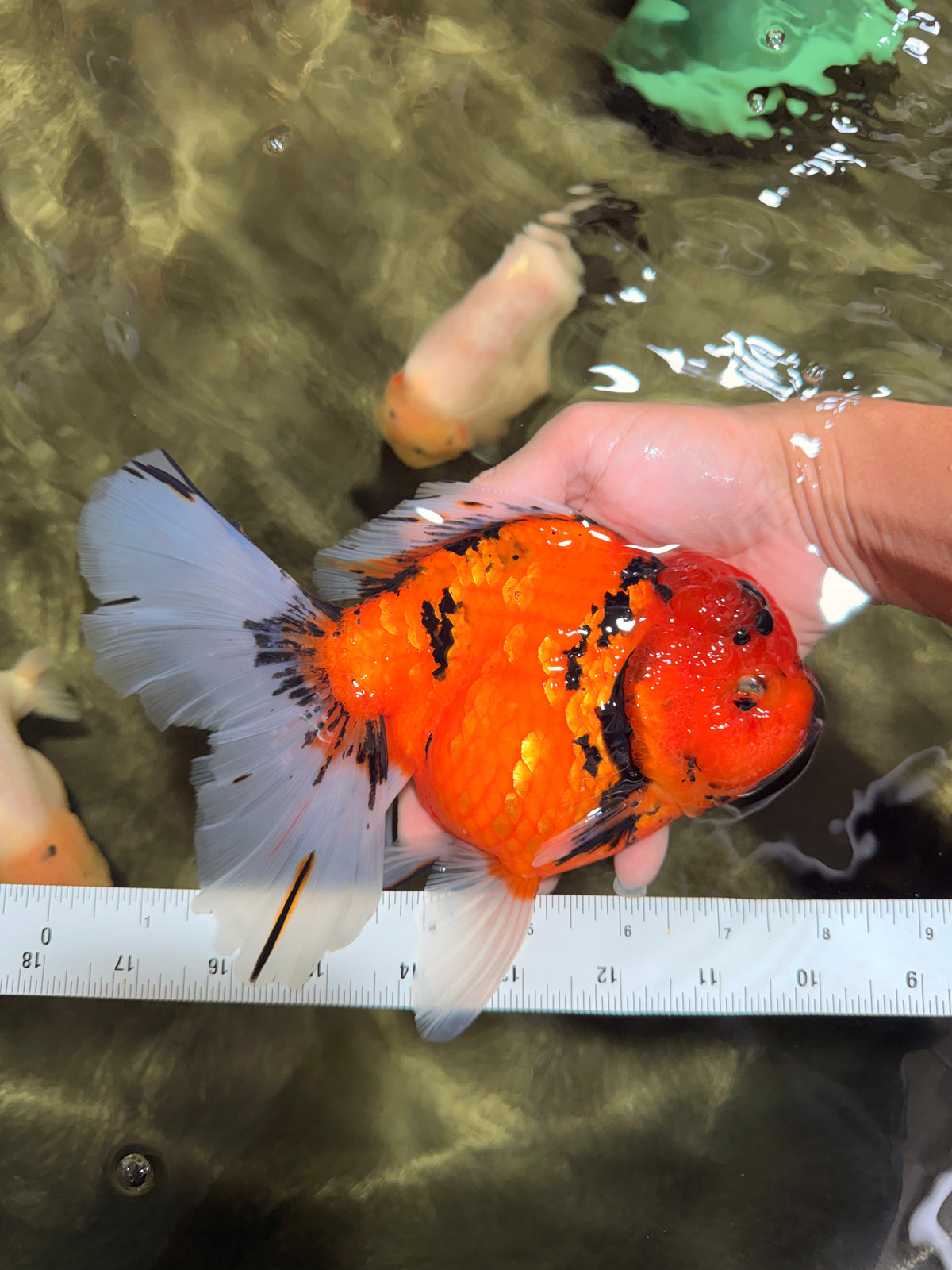 A Grade Tiger Oranda Female 7.5-8  inches #100226OR_34