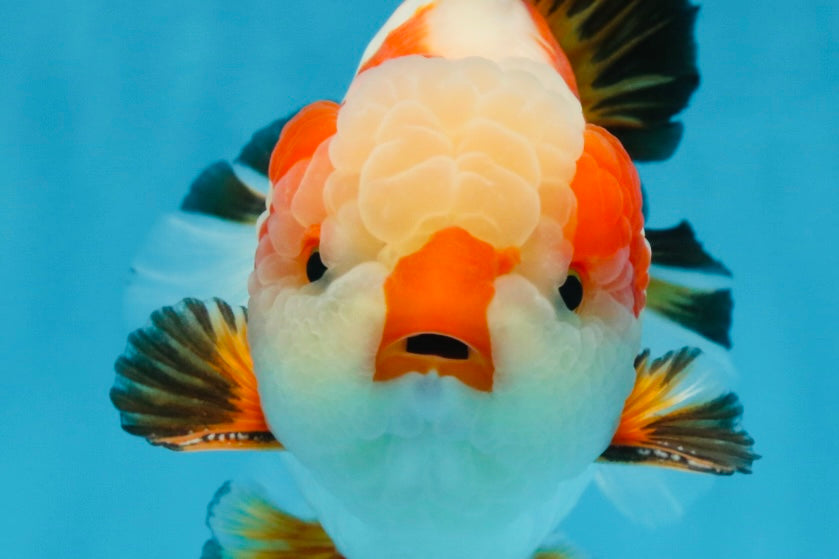 AAA Grade CHONKY Tricolor Yuanbao Male 5.5 inches #091925YB_16