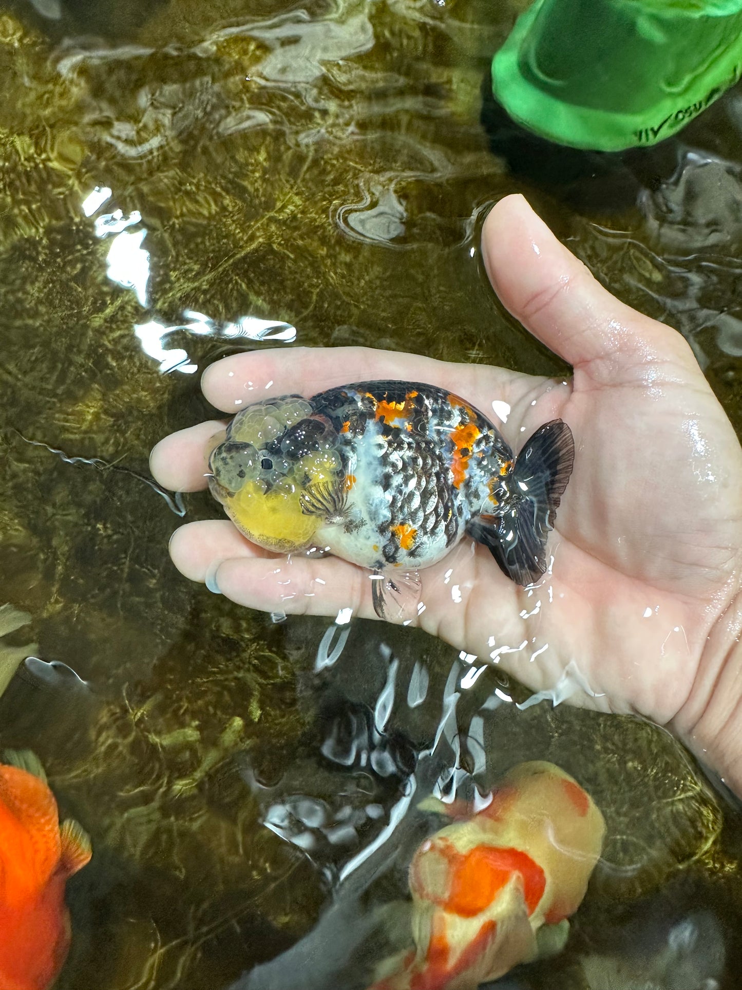 SUPER CUTE Tricolor Tiger Lionchu Female 3.5 inches #090525LC_04