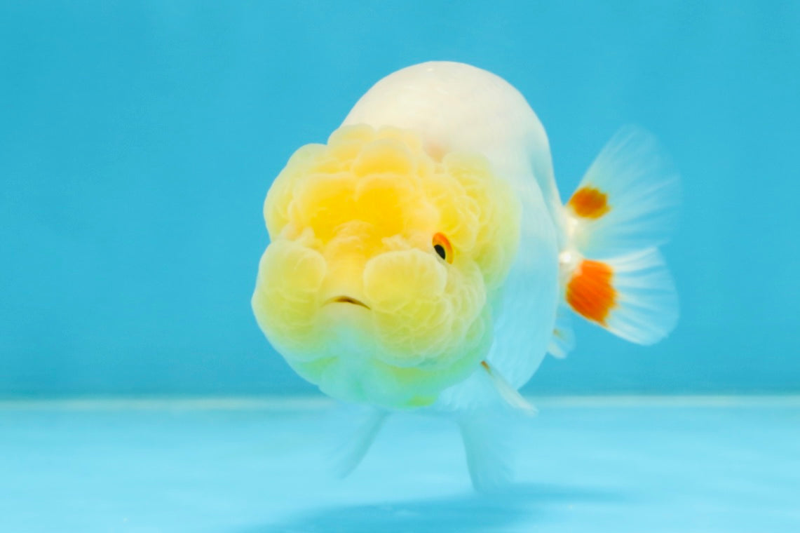 AAA Grade Young Lemonhead LionQueen 4 inches #101025LC_06