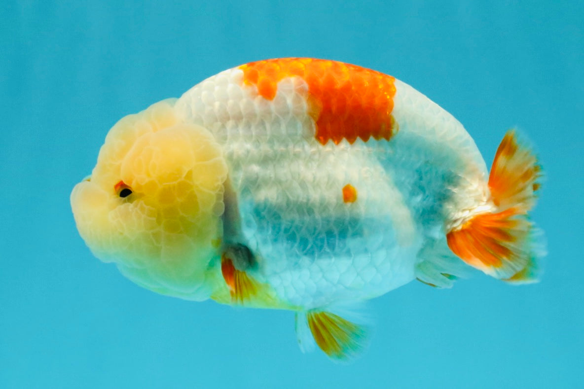 A Grade Red White LionQueen 4.5-5  inches #031326LC_09