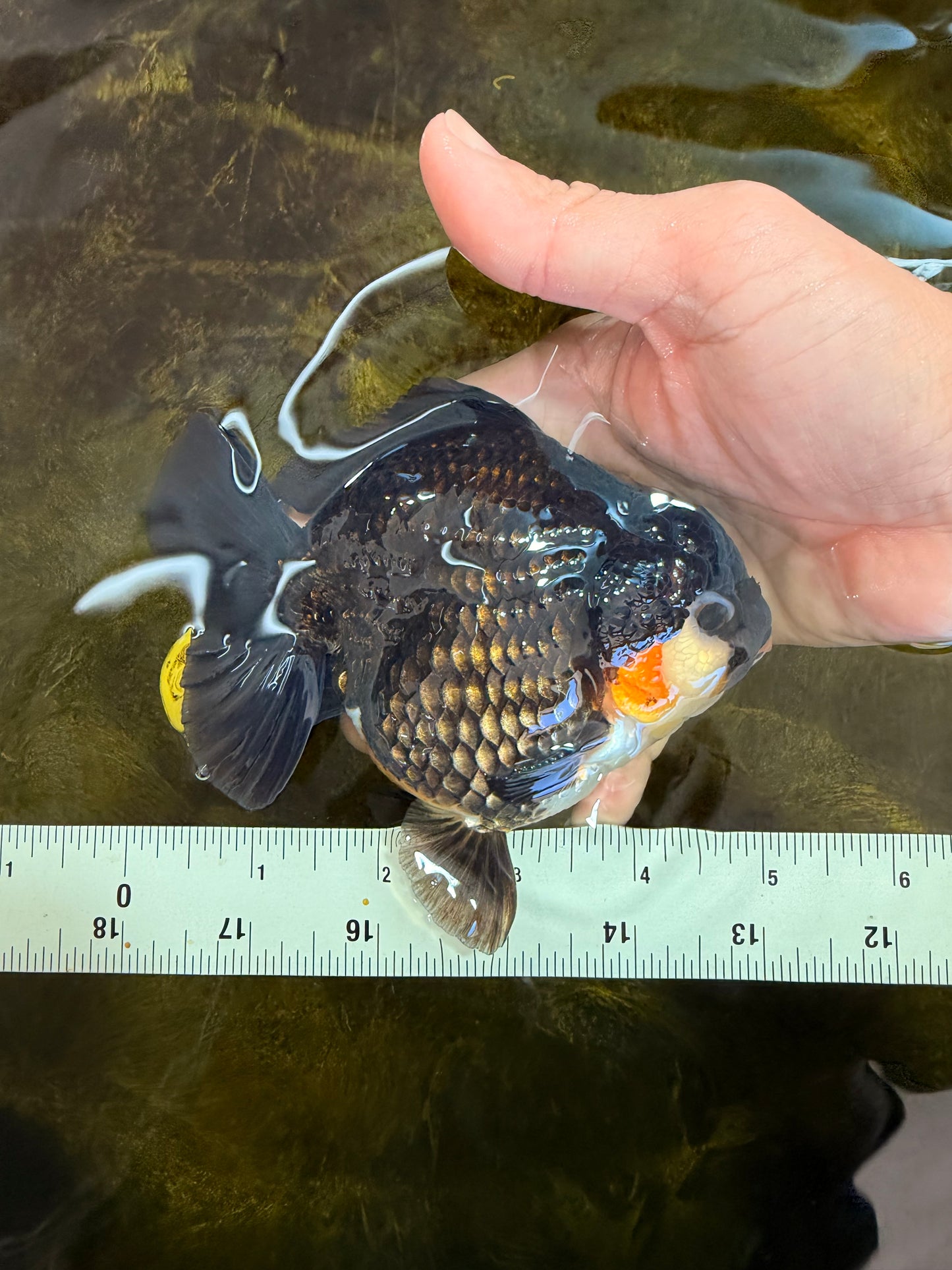 AAA Grade Tricolor Yuanbao Male 5 inches #101025YB_29