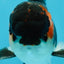 A Grade Tricolor Oranda Male 4.5 inches #050225OR_08