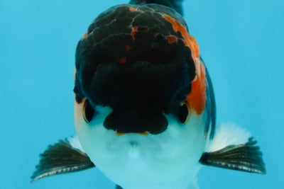 A Grade Tricolor Oranda Male 4.5 inches #050225OR_08