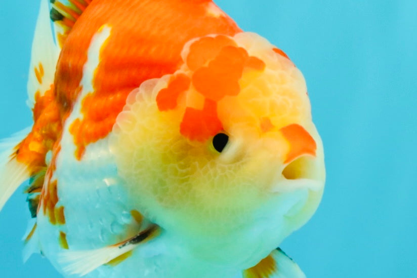 AAA Grade Godzilla Red White Yuanbao Male 5-5.5 inches #031326YB_20