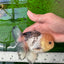 A Grade Tricolor Button Eyes Oranda Male 4.5 inches #0920OR_23