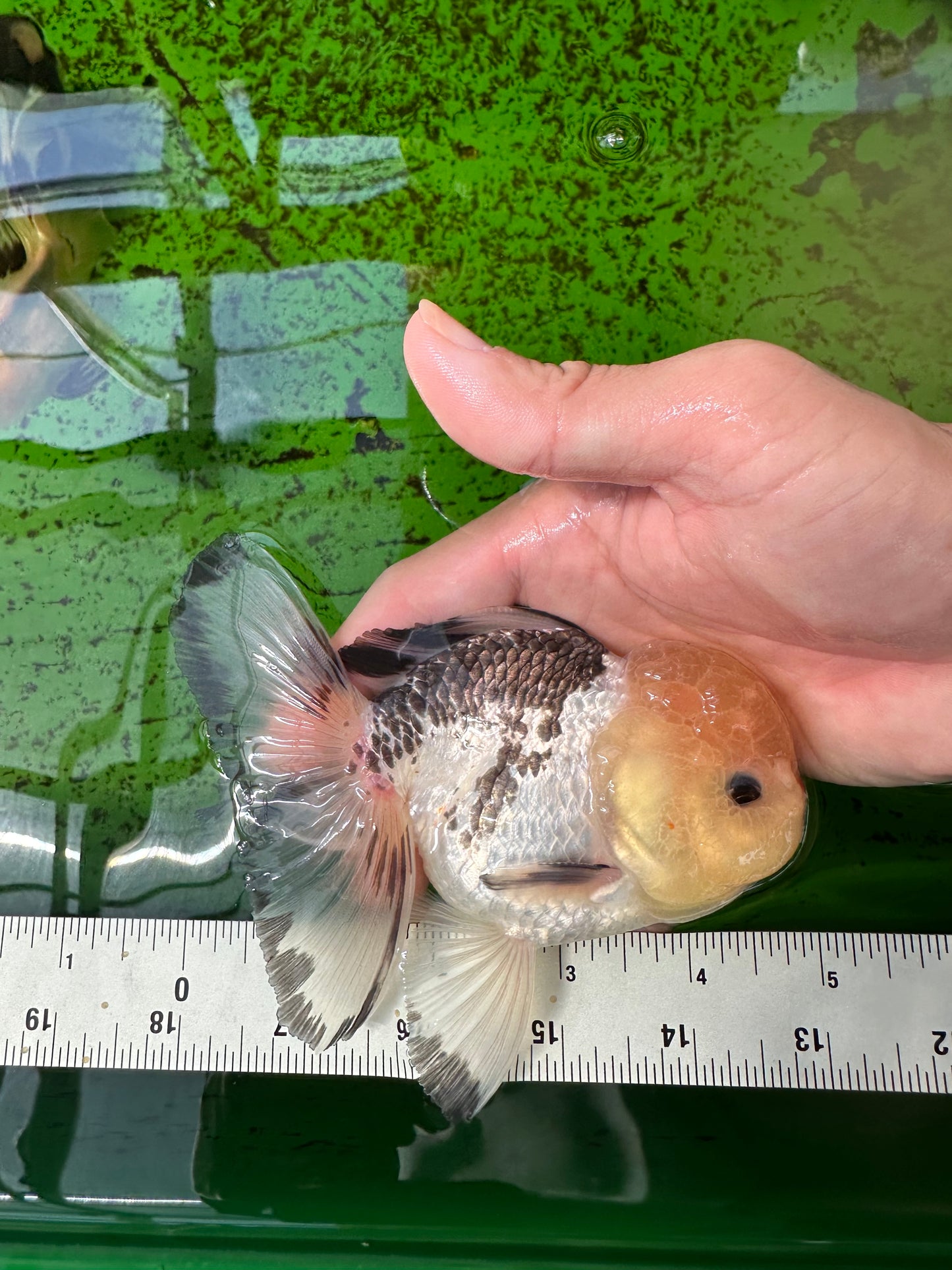 A Grade Tricolor Button Eyes Oranda Male 4.5 inches #0920OR_23