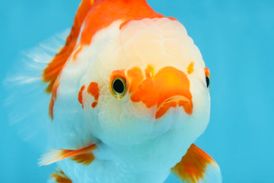 Red White Yuanbao Female 5 inches #091925YB_21